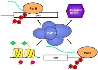 Figure 1.  The multifunctional Paf1 complex associates with RNA pol II, promotes histone modifications coupled to active transcription, interacts with other transcription and chromatin factors, and regulates RNA 3’-end formation.